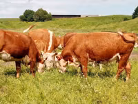 بقرة, Swiss cattle — الصورة 6