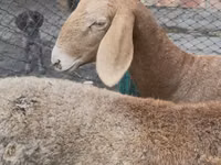 भेड़, Arashan sheep — फ़ोटो 5