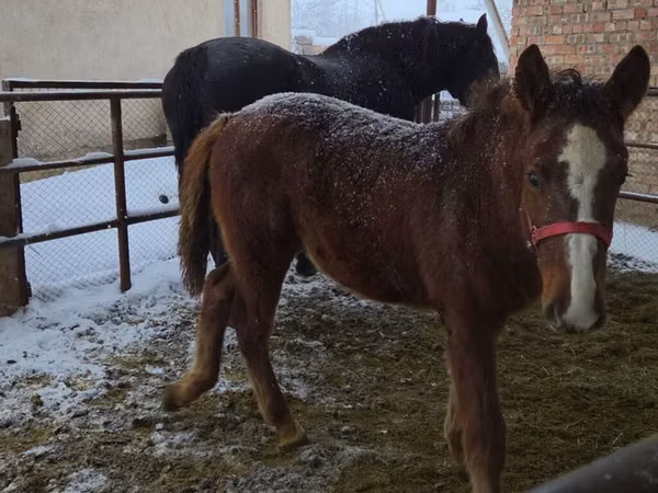 母马, Horses