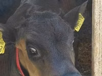 Rinder (Partie, Geschlecht nicht angegeben), Russian Black pied cattle — Foto 2