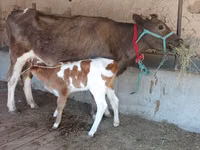 母牛, Latvian Blue cattle — 照片 2