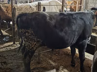 公牛, Aberdeen-Angus — 照片 3