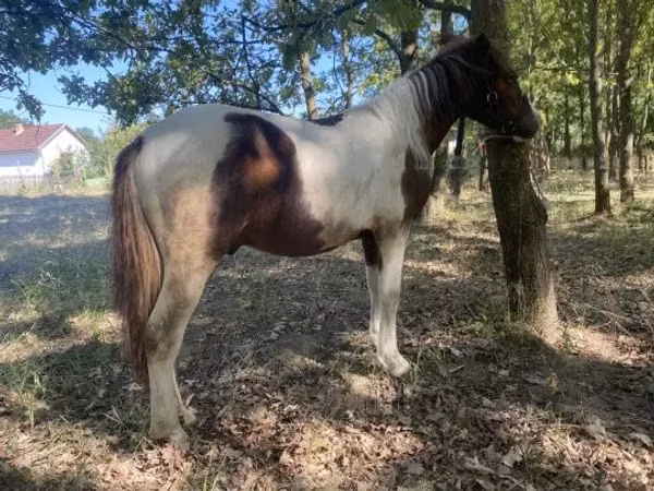 Caballo, Caballos