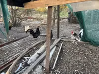 Chickens — photo 3