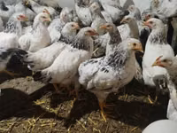 Chickens — photo 5