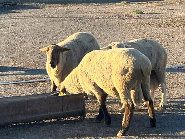 公羊, Hampshire sheep