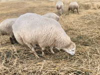 Carnero, Bardhoka sheep — foto 1