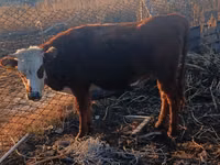 母羊, Tian-Shan semifinewool sheep — 照片 2