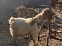Goat, Alpine goat — photo 2
