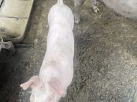 公猪 — 照片 2