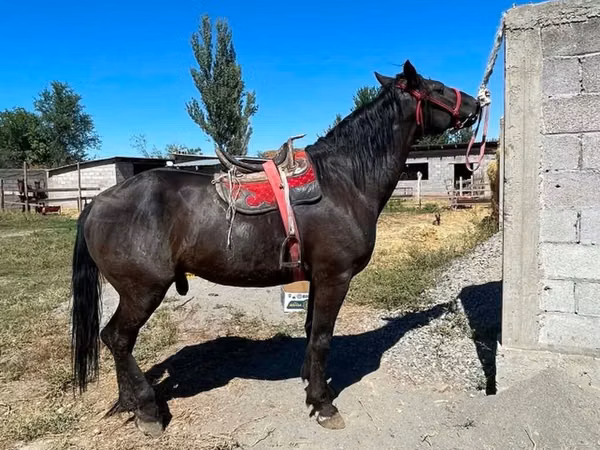 Cheval, Karabair horse