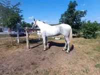 Mare, Orlov Trotter — photo 1