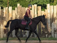 Yegua, Quarter Horse — foto 7
