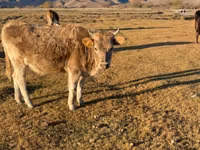 गाय, Latvian Blue cattle — फ़ोटो 1