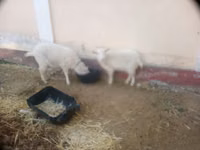 母山羊, Irish goat — 照片 5
