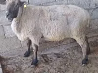 Bélier, Hampshire sheep — photo 3