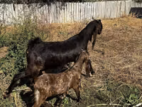 Chèvre, Kamori goats — photo 1
