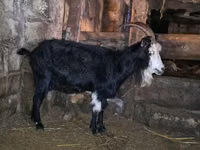 母山羊, Kamori goats — 照片 1