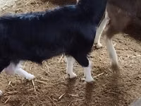Chèvre, Alpine goat — photo 2