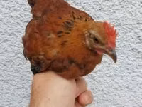 Chickens — 照片 2