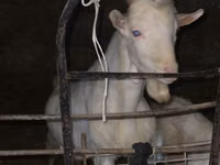 Goat, Dutch Landrace goats — photo 2