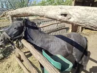 公马, Horses — 照片 3