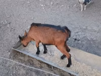 Ziege, Alpine goat — Foto 6