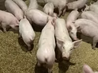 सूअर (लॉट, लिंग निर्दिष्ट नहीं) — फ़ोटो 1