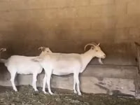 母山羊, Pomellata goat — 照片 1