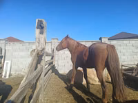 母马, Kazakh horse — 照片 1