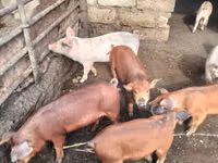 Boar, Pigs — photo 4