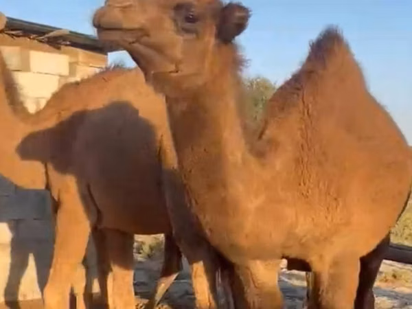 ऊँट, Arvana camel