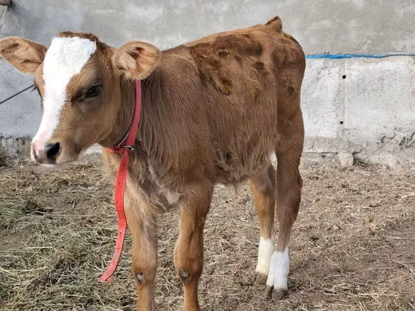 Bulle, Simmental cattle