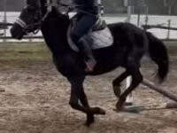 حصان, Hungarian horse breed — الصورة 5