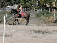 घोड़ी, Polish pony — फ़ोटो 2
