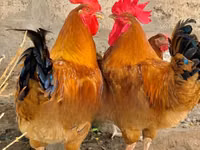 Chickens — الصورة 4