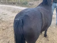Jument, Chevaux — photo 6