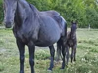 Yegua, Caballos — foto 3