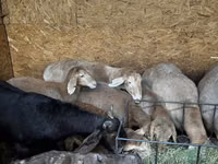 Brebis, Arashan sheep — photo 3
