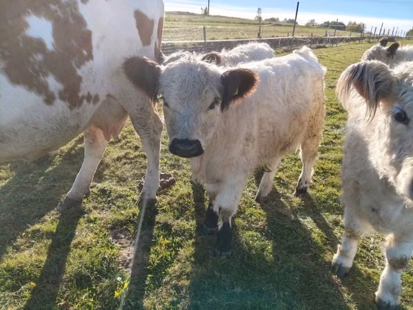 公牛, Galloway cow