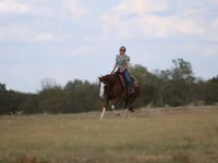 公马, Quarter Horse — 照片 5