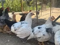 Ameraucana — foto 1