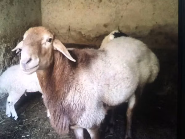 Ram, Sheep