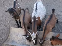 公山羊, Pomellata goat — 照片 4