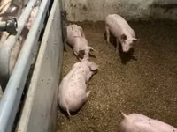 नर सूअर — फ़ोटो 7