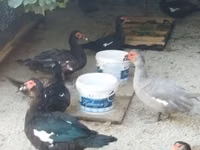 Canard musqué domestique — photo 8