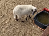 公羊, Tsigai sheep — 照片 5