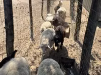 Schaf, Merino sheep — Foto 2