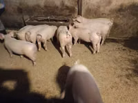 公猪 — 照片 1