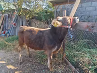 公牛, Swiss cattle — 照片 1